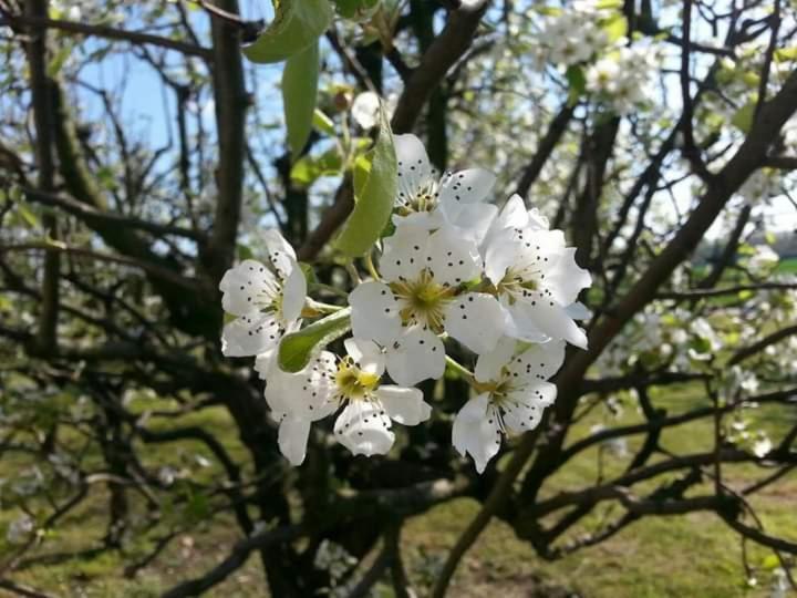 Azienda Agrituristica Scotti Villa Somma Lombardo Esterno foto